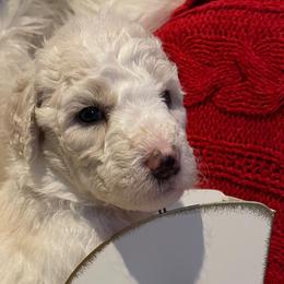 Girl Periwinkle - Pyredoodle puppy from Kiki’s Farm
