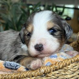 Enzo - Tri-color male Bernedoodle puppy in Yuciapa, California from AlltheDoodlez_