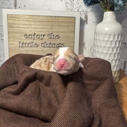 Turkey - Red merle and white male American Corgi puppy in Westminster, Maryland from Serendipity Corgi's