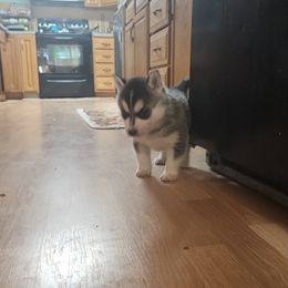 Siberian Husky Puppies from Spirit of the Moon Siberians