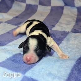 Zappa - Black and white male Cockapoo puppy in Sunset, Louisiana from Cano Cockapoos