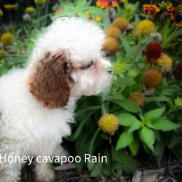 Rain - Blenheim male Cavapoo puppy in Maple Grove, Minnesota from Honey Bit Kennels