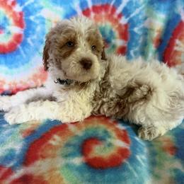 Jimmie - Parti male Goldendoodle puppy in Clementon, New Jersey from Gilder's Goldendoodles