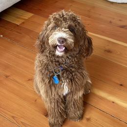 Sophie - Australian Labradoodle