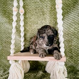 Bluebell (Bell) - Merle female Labradoodle puppy in Elizabeth City, North Carolina from Howdy Doodles