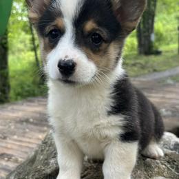 Australian Shepherd and Pembroke Welsh Corgi Puppies from Tuff Country Farm