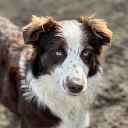 Gritty - Australian Shepherd