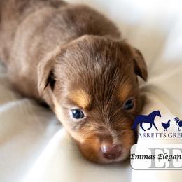 Girl 1 - female Miniature Australian Shepherd puppy in Galesburg, Illinois from Garretts Green Acres