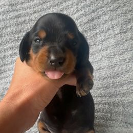 Dachshund Puppies from Carranza Puppy Farm