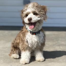 Vixen - Aussiedoodle
