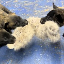 Maverick - Black brindle male Dutch Shepherd puppy in Sierra Vista, Arizona from KnightWatch K-9