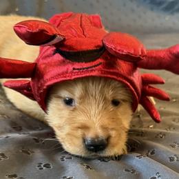 Ms. Pink - Golden female Golden Retriever puppy in Brentwood, California from Golden M Family Farms