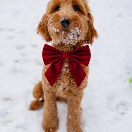 Rue - Goldendoodle