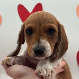Boy 2 - Piebald male Dachshund puppy in Waynesville, North Carolina from Blue Ridge Doxies