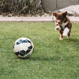 Australian Shepherd Puppies from Far Out Aussies