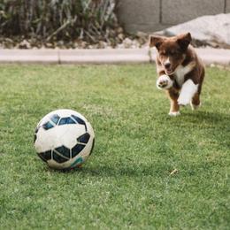 Australian Shepherd Puppies from Far Out Aussies