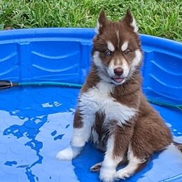 Ember - Red and white Siberian Husky puppy in Bradenton, Florida from Island Huskies of Bradenton