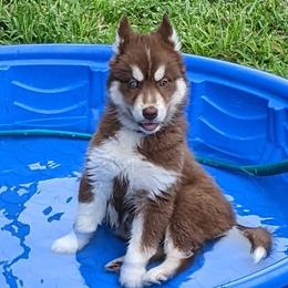 Ember - Red and white Siberian Husky puppy in Bradenton, Florida from Island Huskies of Bradenton