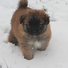 Icelandic Sheepdog Puppies from Valhalla Icelandic Sheepdogs