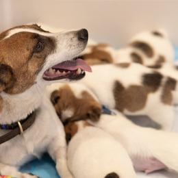 Golden Retriever and Jack Russell Terrier Puppies from Shelby Burleson's Golden Retrievers and Jack Russell Terriers