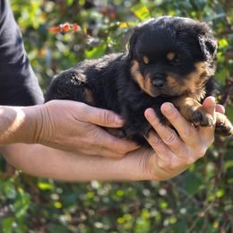 Roxanna - Black and mahogany female Rottweiler puppy in Cottage Grove, Oregon from Divine Rottweilers