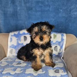 Pup 1 - Black and tan male Yorkshire Terrier puppy in Polk City, Florida from Yorkies by Casey