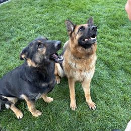 German Shepherds from D.S. Canine