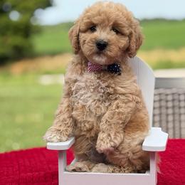 Gus - Apricot male Goldendoodle puppy in Estesburg, Kentucky from Wet Goldendoodle Kisses