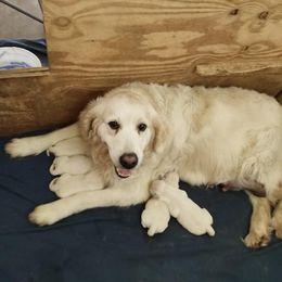 Golden Retrievers from Kramer Family Goldens