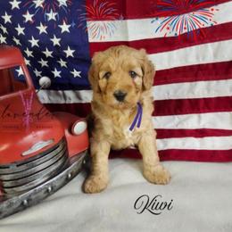 Kiwi - Red  female Goldendoodle puppy in Mancelona, Michigan from Lavender poodles & doodles
