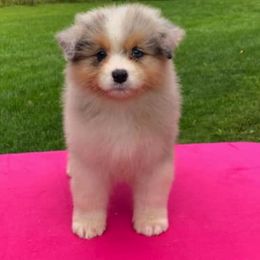 Australian Shepherd Puppies from Impact Australian Shepherds