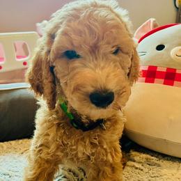 Boy 3 - male Goldendoodle puppy in Humble, Texas from Donna Bear and the Golden Doodles