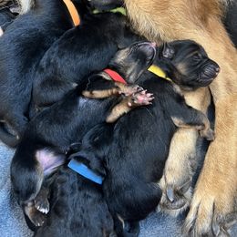 German Shepherd Puppies from Zwinger vom Schneider Wald
