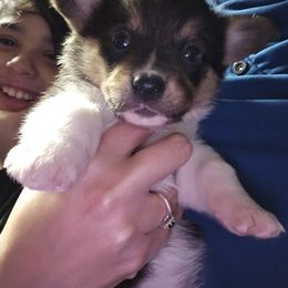 Tiffany - Black and tan female Pembroke Welsh Corgi puppy in Prophetstown, Illinois from Havaheart Corgis