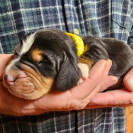 Yellow collar male - Black brown and white male Basset Hound puppy in Trade, Tennessee from TN Miniature Dachshunds & Basset Hounds