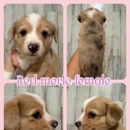 Merle female - Red merle and white female American Corgi puppy in Fort Worth, Texas from King of Hearts Corgis