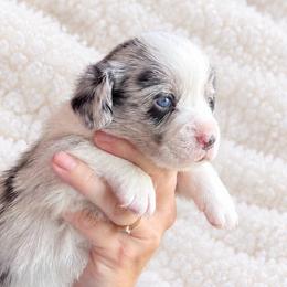 Clay - Blue merle and white male Cardigan Welsh Corgi puppy in Kerens, West Virginia from Leather & Lace