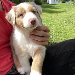 Australian Shepherd Puppies from Anderson Aussies