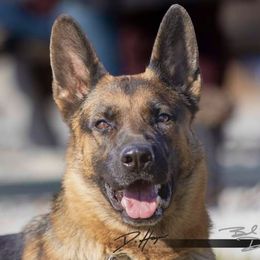 Eika - German Shepherd
