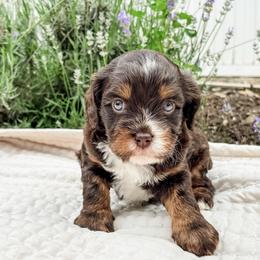 Doughnut - Munchkin Bernedoodle - Tri-color male Bernedoodle puppy in Sharpsburg, Georgia from Steindoodles