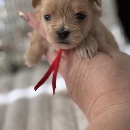 Red collar - Apricot female Maltipoo puppy in Fredericktown, Missouri from Doodle Pups Fur-Ever