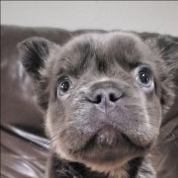 Holly - Tricolors female French Bulldog puppy in Stockton, Missouri from Willis Family Frenchies