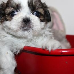 Girl 4 - Gold and white female Shih Tzu puppy in Craig, Colorado from Rocky Mountain Shih Tzus and Dry Creek Miniature Dachshunds