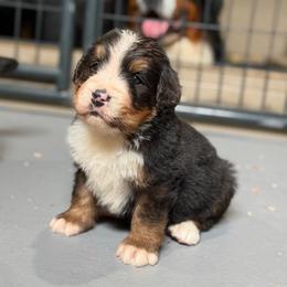 Joanna - Black rust and white female Bernese Mountain Dog puppy in Broxton, Georgia from Faith’s Bernese