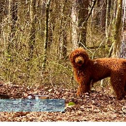 Poodles from Brown’s Poodles & Doodles