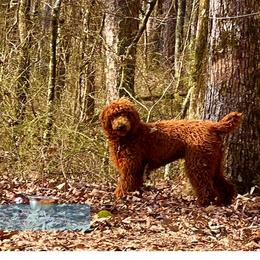 Poodles from Brown’s Poodles & Doodles
