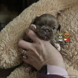 Inder - Lilac male Shih Tzu puppy in Walkertown, North Carolina from Lil’ Bit’s Shih Tzu