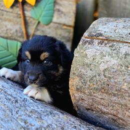 Australian Shepherd Puppies from Steady Aim Aussies