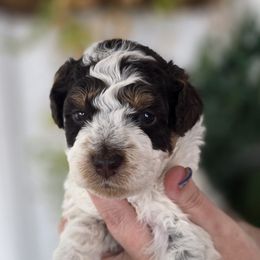 Jack - Brown and white male Bernedoodle puppy in Decatur, Tennessee from Diamond's Doodles