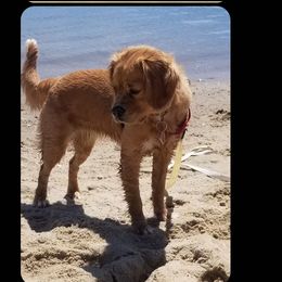Cavapoos, Companion Crosses, Goldendoodles, and Golden Retrievers from SoléLuna Golden Retrievers